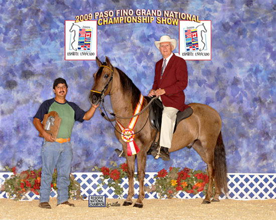 Richard Roy riding the Paso Fino horse Defensor QC