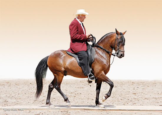 Richard Roy riding the Paso Fino horse Saturno