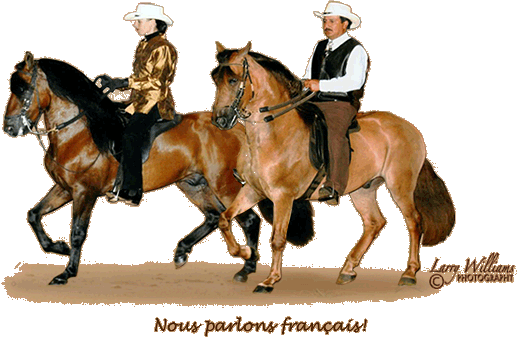 Paso Fino Horses