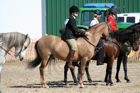 Erin Fall Fair 2008, Gaited Horse Classes, in Erin, Ontario