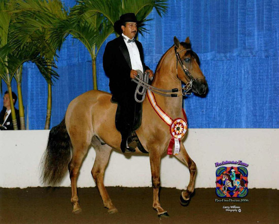 Defensor QC Reserve National Champion Performance 4 year old Geldings